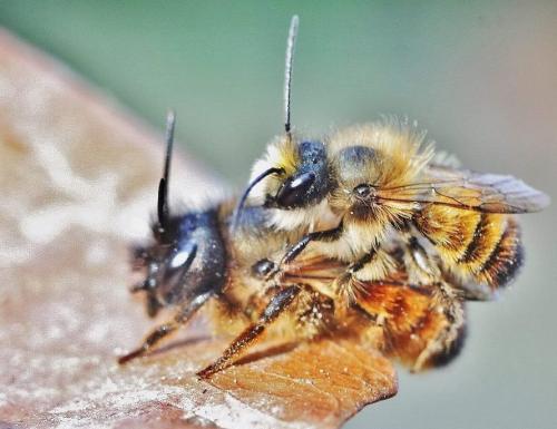 Réf. 335 686 : Osmia bicornis